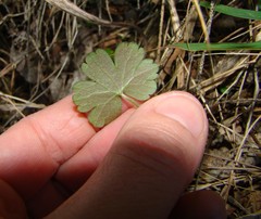 Geranium microphyllum