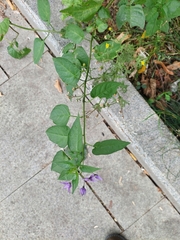 Solanum dulcamara