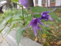 Solanum dulcamara