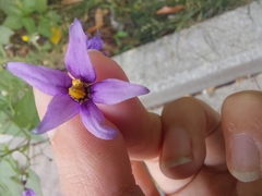 Solanum dulcamara