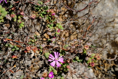 Schlechteranthus subglobosus