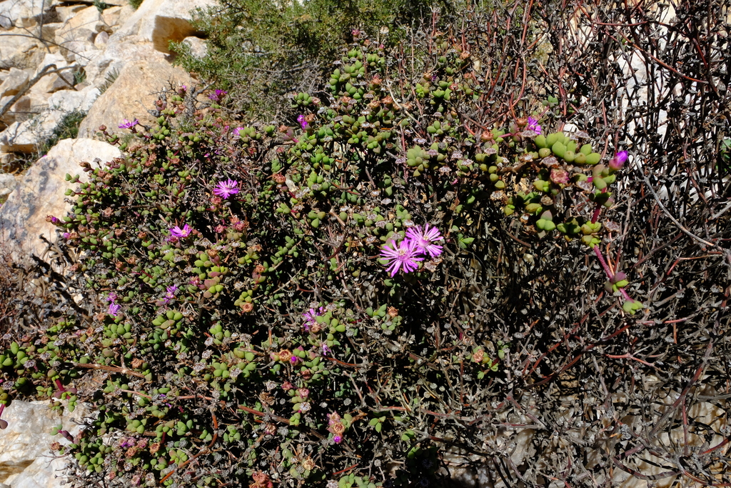 Schlechteranthus subglobosus