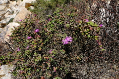 Schlechteranthus subglobosus