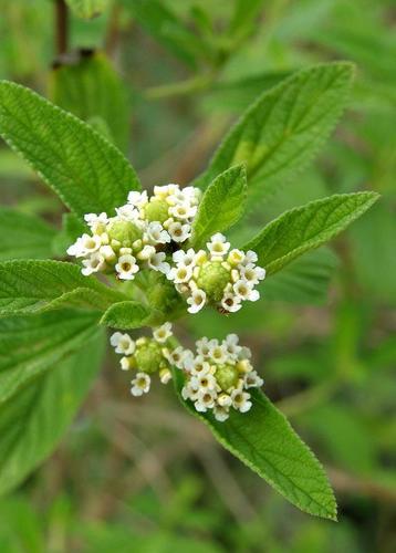 Lippia image