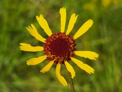 Balduina atropurpurea