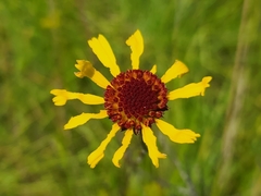 Balduina atropurpurea