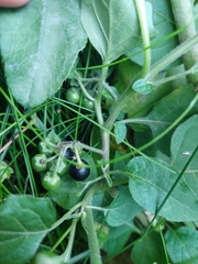 Solanum nigrum