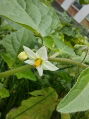 Solanum nigrum