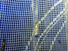 Catoptria confusellus