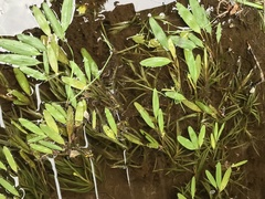 Potamogeton epihydrus