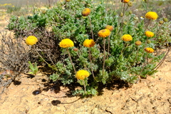 Pentzia peduncularis