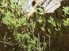 Potamogeton epihydrus