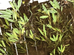 Potamogeton epihydrus