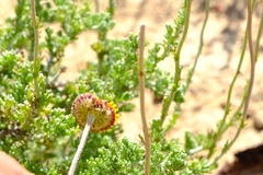 Pentzia peduncularis