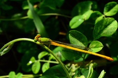 Ceriagrion coromandelianum