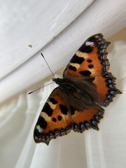 Aglais urticae
