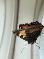 Aglais urticae