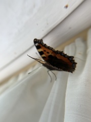 Aglais urticae
