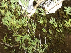 Potamogeton epihydrus