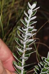 Senecio pauciflosculosus