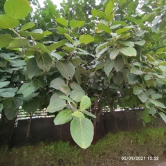 Ficus benghalensis