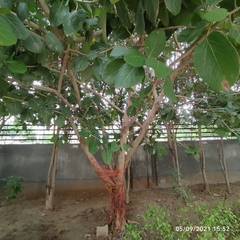 Ficus benghalensis
