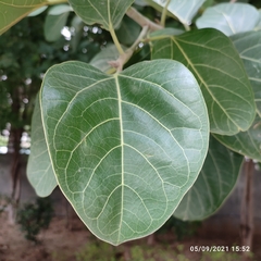 Ficus benghalensis