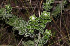 Senecio pauciflosculosus