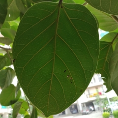 Ficus benghalensis