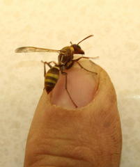 Polistes badius