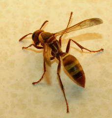 Polistes badius