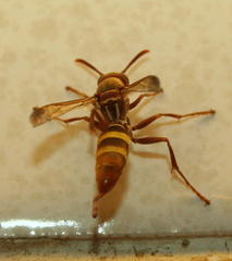 Polistes badius