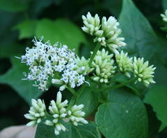 Mikania chenopodiifolia
