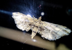 Sufetula sunidesalis