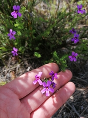 Jamesbrittenia tenuifolia