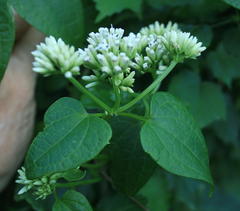 Mikania chenopodiifolia