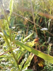 Phaneroptera falcata