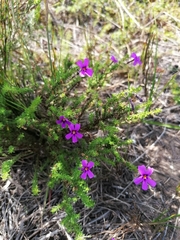 Jamesbrittenia tenuifolia