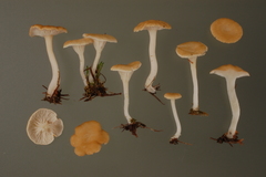 Cantharellopsis prescotii