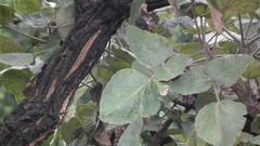 Erythrina latissima