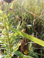 Phaneroptera falcata