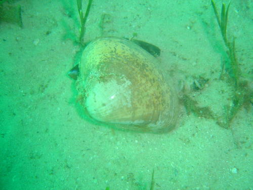 Mactra lilacea