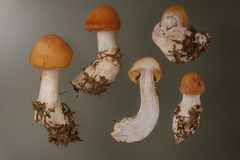 Cortinarius armeniacus