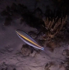 Pentapodus paradiseus