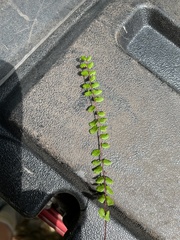 Asplenium trichomanes trichomanes