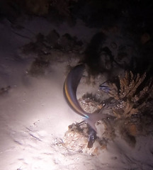 Pentapodus paradiseus