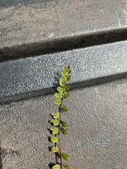 Asplenium trichomanes trichomanes