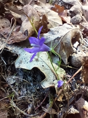 Campanula lusitanica