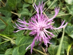 Centaurea nigra rivularis