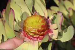 Leucadendron pubibracteolatum